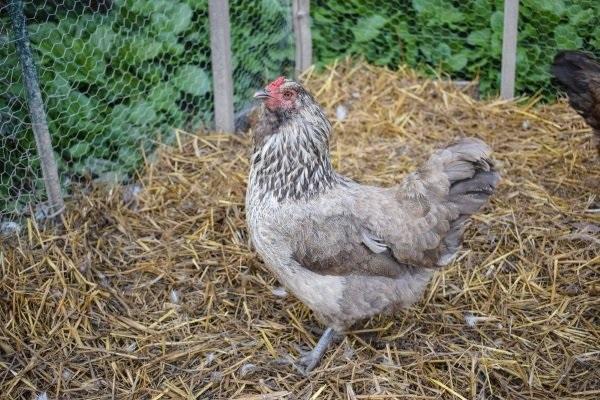 poule dans la crèche