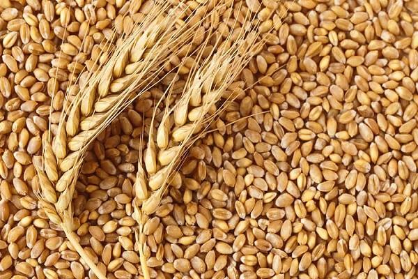 wheat grain