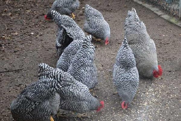 Descripción y características de la raza de pollo Amroks, reglas de mantenimiento y cuidado.