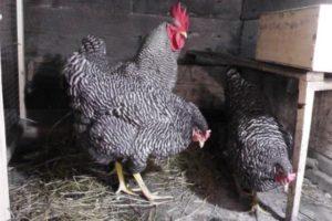 Description and characteristics of the Amroks chicken breed, rules of maintenance and care