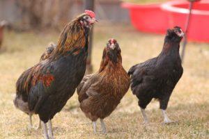 Descripció i característiques de la raça de pollastres Araucana, característiques de cria