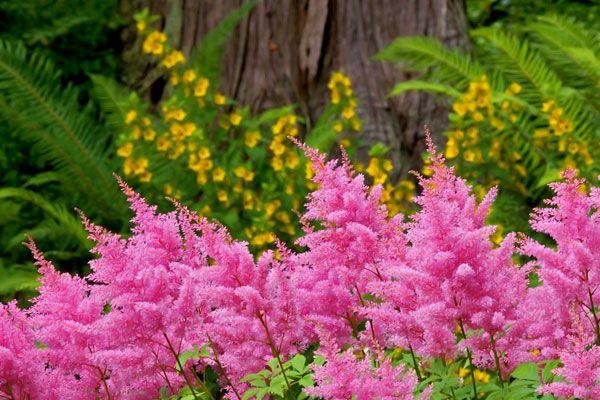 perennial flowers