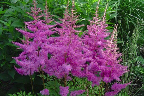 garden flowers