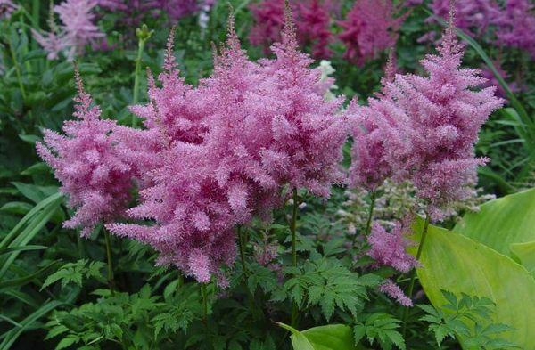 flores lilas