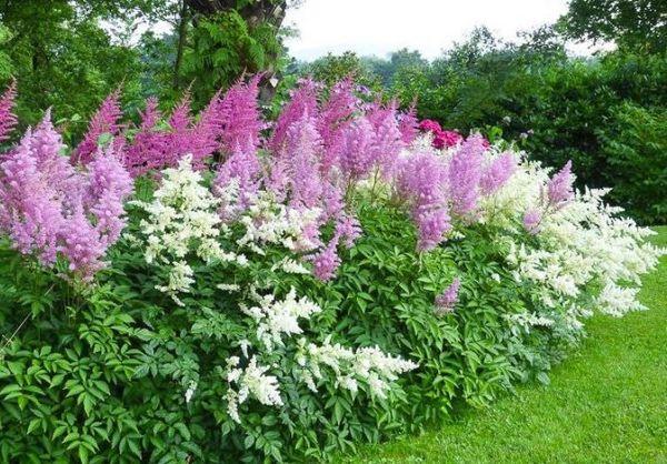 Astilba in the garden