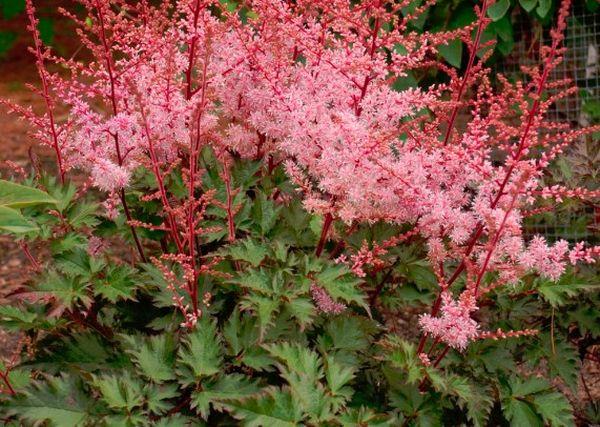 růžový astilbe