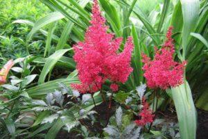 Mga katangian at paglalarawan ng Fanal astilbe, paglilinang at pangangalaga