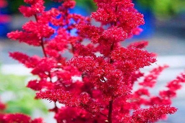 flor roja