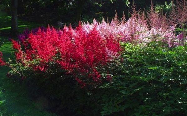 čínský astilbe