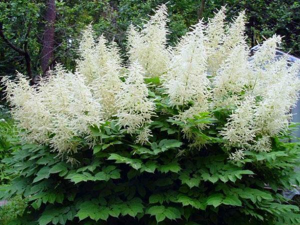 Astilba dans le jardin