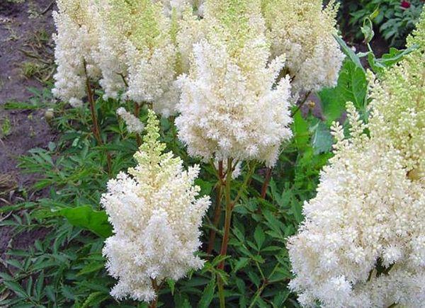 astilbe flower