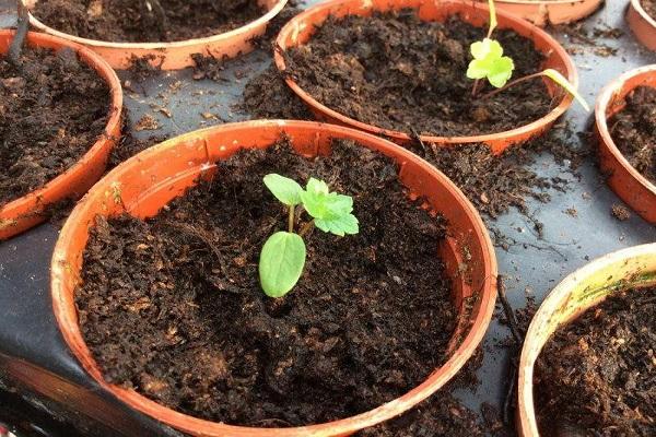 pots de fleurs