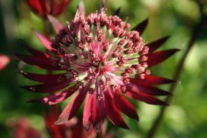 Planter et entretenir Astrantia en plein champ, une description de 20 variétés et espèces