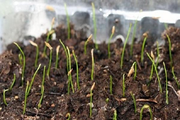 seedling boxes