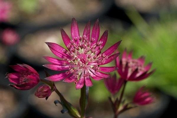 flor que se abre