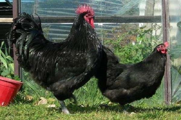 kippen australorp