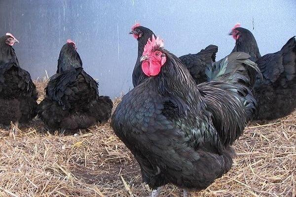 gallinas ponedoras de pura raza