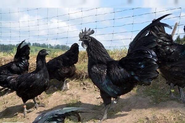 développement des poussins