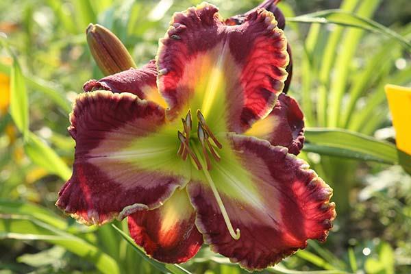 daylily crveni