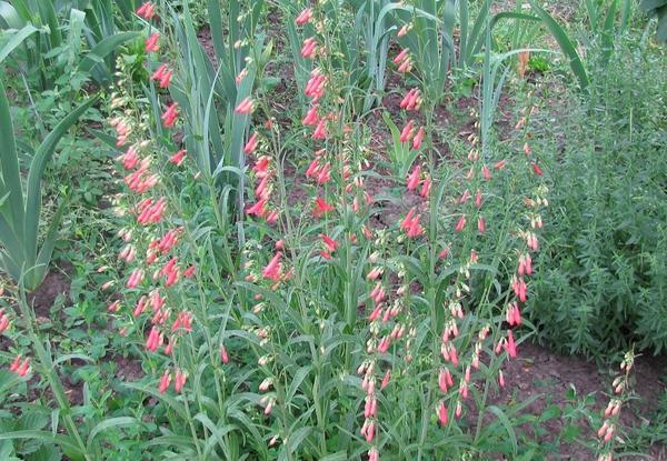 bush of flowers