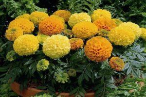 Caractéristiques et description de la variété Antigua marigold, règles de plantation et d'entretien