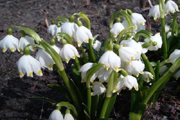 fleur blanche d'été