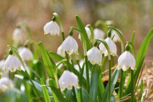 Description of the 10 best varieties of summer white flower plant, planting and care