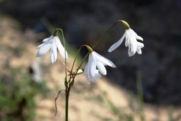 grado de San Valentín