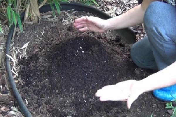 planter une plante