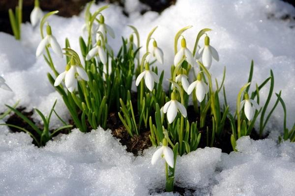 fleurir dans la neige