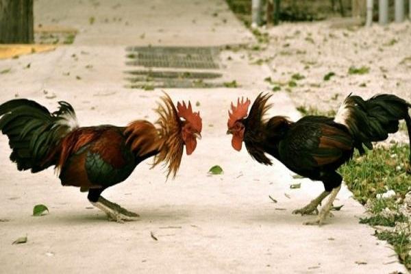 pelea de gallos