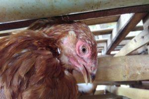 Description and forms of Newcastle disease in chickens, symptoms and treatment