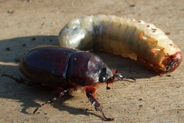 gros coléoptère