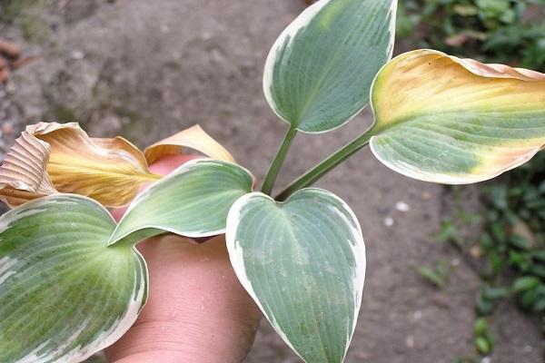 dry leaves