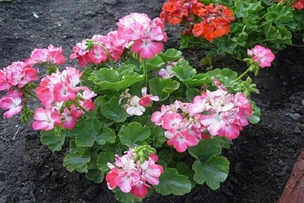 pélargonium dans le jardin