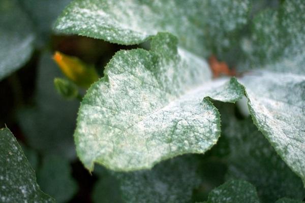 white leaves