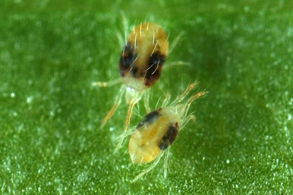 spider mites