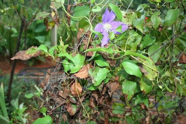 verdure de fusarium