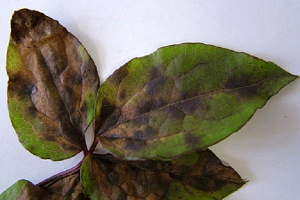 foliage dries