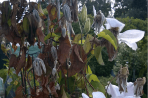 Clematis ligų simptomai ir gydymas, priežastys ir kaip atsikratyti