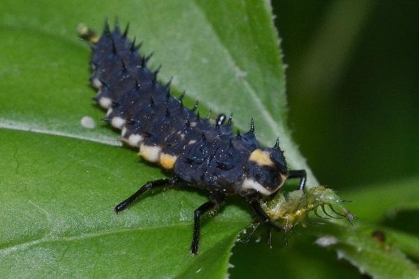 aphids on foliage