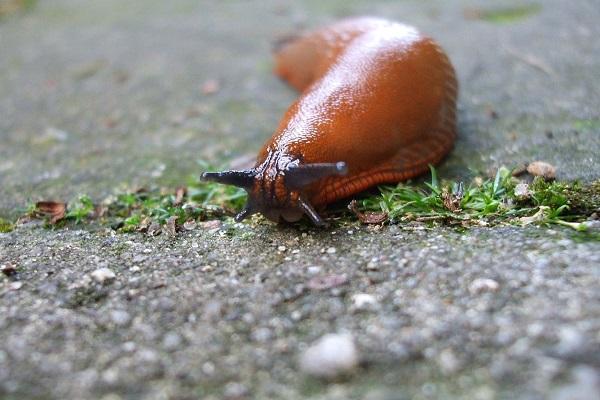 slugs on foliage