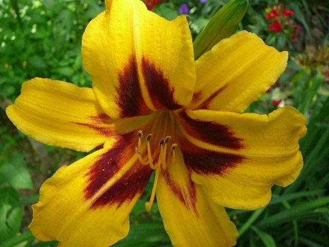 daylily u vrtu