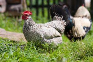 Descripción y mantenimiento de gallinas de la raza Borkovskaya barvy, cuidado y cría.