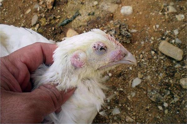 aspergilosis de pollos de engorde