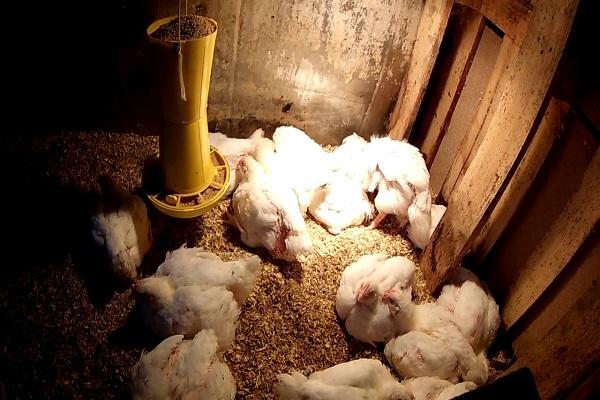 birds in the chicken coop