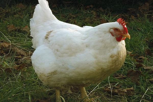 race de poulets de chair