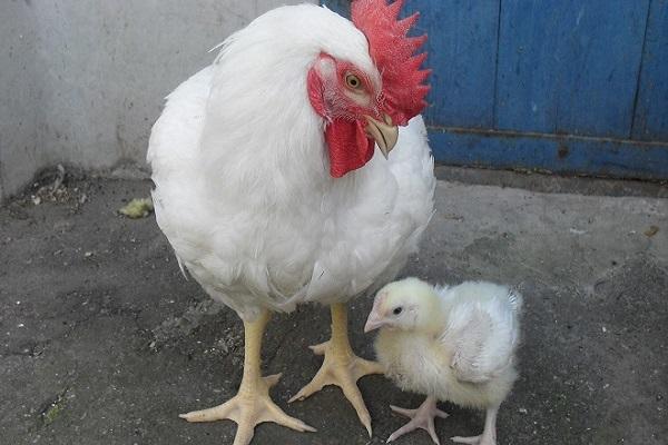 cock and chick