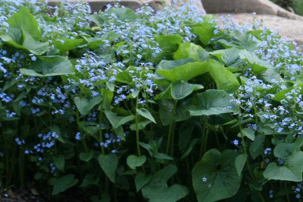 bordure verte