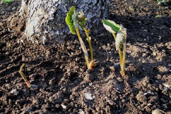 planting plants